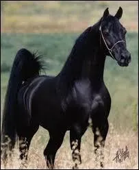 Ce cheval est un :