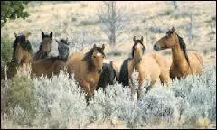 Ces chevaux sont des :