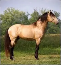 Ce cheval est un :