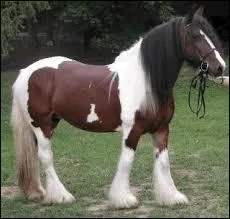 Ce cheval est un :