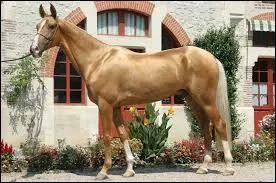 Ce cheval est un :