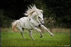 Ce cheval est un :