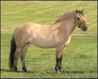 Ce cheval est un :