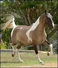 Ce cheval est un :