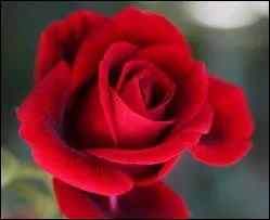 Quelle est cette fleur ?