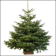 Quel est cet l'arbre ?