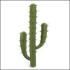 Quelle est cette plante ?