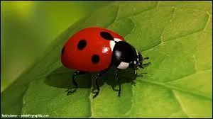 Quel est cet insecte ?