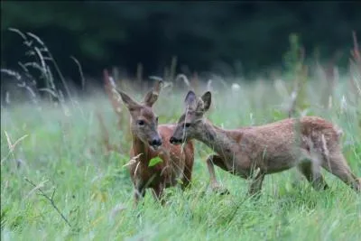 Une promenade dans la forêt des Bertranges sera l'occasion d'agréables rencontres mais dans quel département est-elle située ?