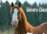 Quiz Univers du cheval