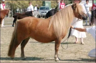Ce poney est...