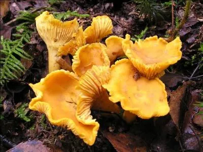 Champignon comestible appelé girolle, l'or jaune de nos sous-bois !