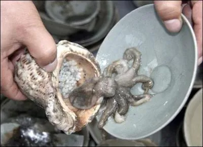 Petite pieuvre comestible des Antilles !