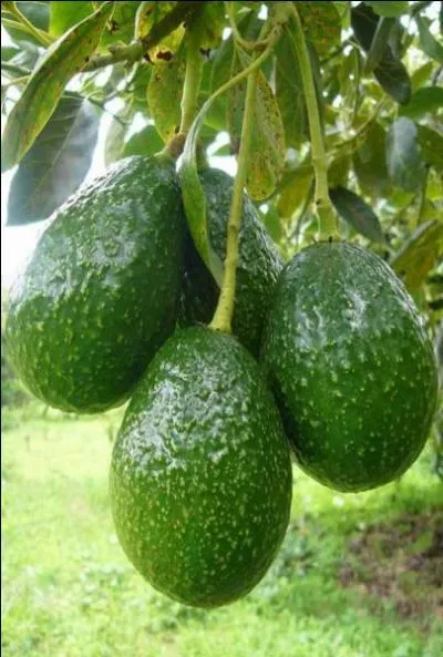 Que peut bien faire l'homonyme de ce fruit ?