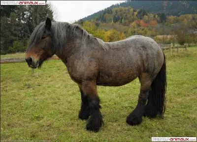 Comment appelle-t-on le pelage du cheval ?