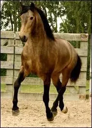 A cheval, la ..... est indispensable