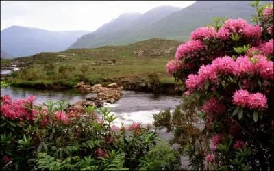 Qui n'aimait pas les rhododendrons ?