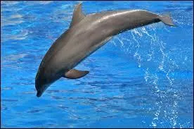 Les dauphins existent-ils dans "Minecraft" ?
