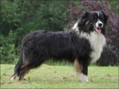 Quel est cet animal ?