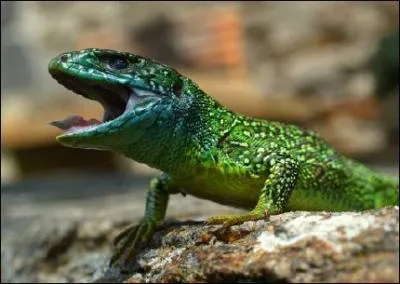 Quel est cet animal ?