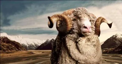 Quel est cet animal ?