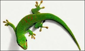 Quel est cet animal ?