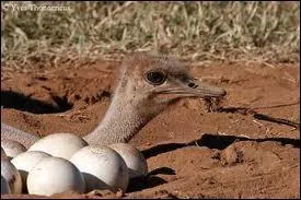 Quel poids l'uf de l'autruche peut-il atteindre ?