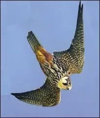 D'après des calculs, quelle pourrait être la vitesse du faucon pèlerin lors d'un piqué à haute altitude ?