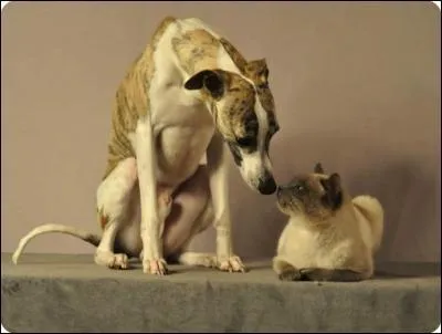 Lévrier le pus répandu en France, je suis chien de course et de compagnie. Facile à vivre, sensible, je suis extrêmement affectueux envers mon maître. Je m'adapte à la vie en appartement à condition de pouvoir me dépenser régulièrement lors de fréquentes et longues balades. "Chien-chat", je suis un...