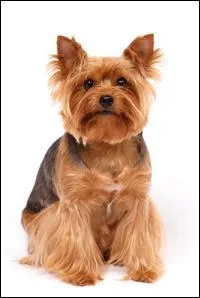 D'origine anglaise, je chassais les rats dans les puits de mines, puis je suis devenu le compagnon préféré des femmes de la bourgeoisie. Je ne supporte pas la solitude. Je suis un...