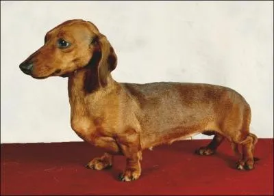 Basset d'Allemagne, à poil long, ras ou dur, on m'appelle familièrement "chien saucisse" ! Bien sûr, je suis un...