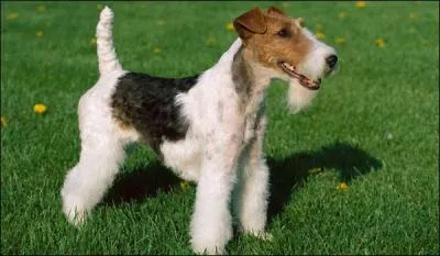 Ma race fut créée en Angleterre afin d'aider à la chasse au renard. À poil lisse ou à poil dur, nous portons le même nom qui est...