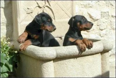 D'abord utilisé comme chien de garde et chien de policier pour ma capacité offensive et mon allure fière et décidée, je suis également devenu un chien de compagnie pour ma loyauté envers mon maître et sa famille que je protège contre tout danger. Mon caractère fort nécessite une éducation ferme mais tout en douceur : je ne supporte pas la violence ! Qui suis-je ?