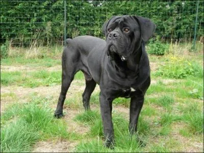 Je suis un amour de chien originaire d'Italie qui monte la garde instinctivement et n'aboie qu'en cas de nécessité. J'ai l'air placide mais suis très énergique. Proche de ma famille, affectueux, je suis un molossoïde qui adore les câlins !