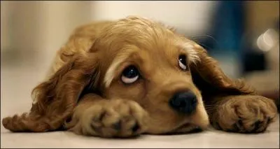 "Elle sourit d'un air contrit, consciente qu'elle s'est fait berner". Que veut dire "contrit" ?