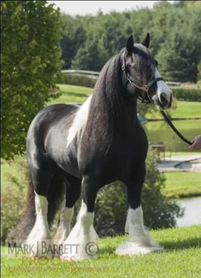 Quel est le nom de la robe sur le cheval ci-dessous ?