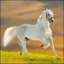 Quel est le nom de la robe sur le cheval ci-dessous ?