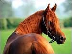 Quiz Chevaux