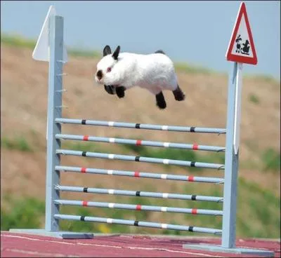 Passons à un quiz concernant l'éducation de nos animaux de compagnie, intitulé "l'alimentation des lapins". La question posée est : "Es ce bien de fair sauter son lapin" ?