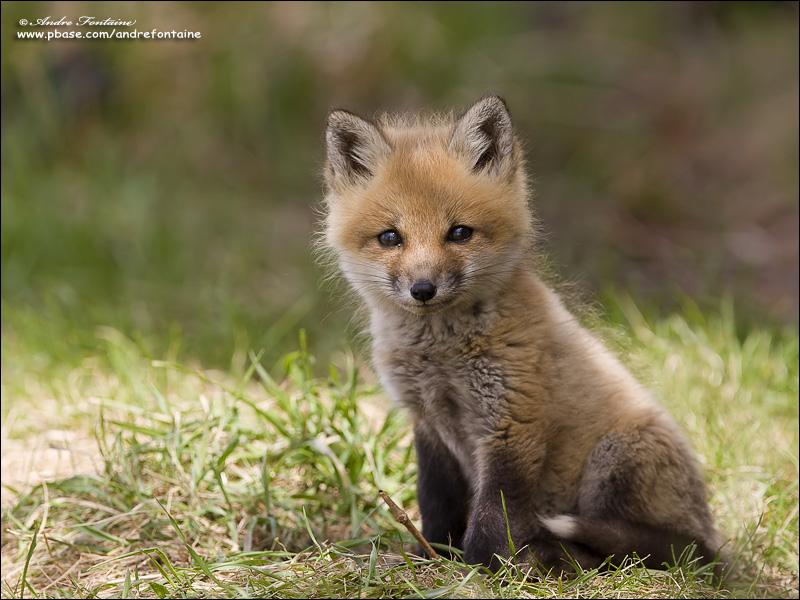 bebe animaux