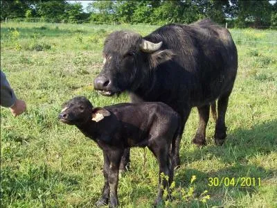 Voici un bébé buffle :