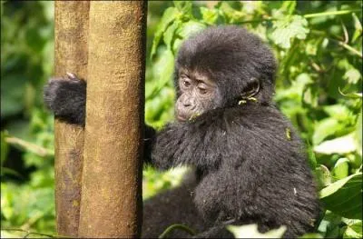 Donnez moi le nom du bébé gorille :