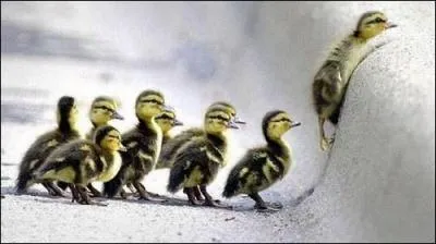 Comment se nomment les petits du l'oie et du jars ?