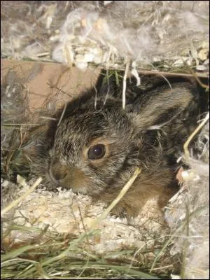 Comment se nomme le petit du lièvre ?