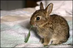 Et quel est son cri ?