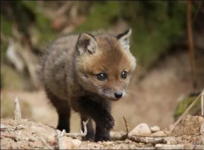 Que fait le bébé renard quand il crie ?