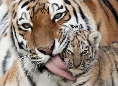Comment s'appelle le bébé tigre ?