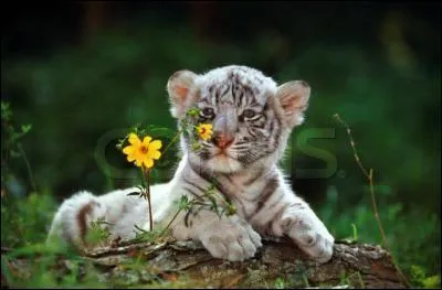 Et comment s'exprime le petit tigre ?