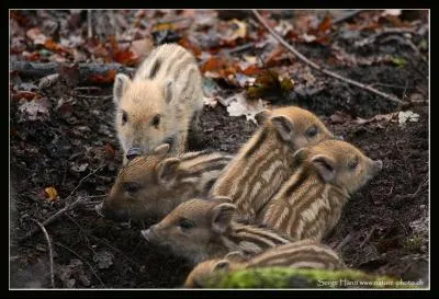 Quel est le nom du petit du sanglier ?