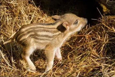 Et que fait-il quand il s'exprime ?